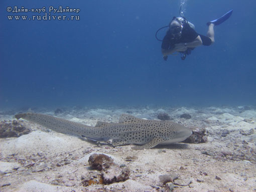  Дайвинг Пхукет Таиланд - русский дайв-клуб - дейли-дайв - Леопардовая акула на Пхукете
