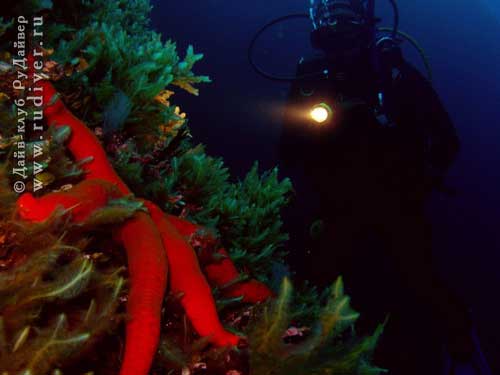  Дайвинг Пхукет Таиланд - русский дайв-клуб - Ночной дайвинг (night diving - найт дайвинг)