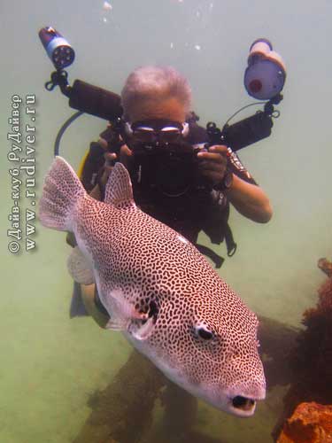 Дайвинг Пхукет Таиланд - русский дайв-клуб - Рекреационный дайвинг (любительский дайвинг) Дайвинг Пхукет Таиланд - русский дайв-клуб - Рекреационный дайвинг (любительский дайвинг)