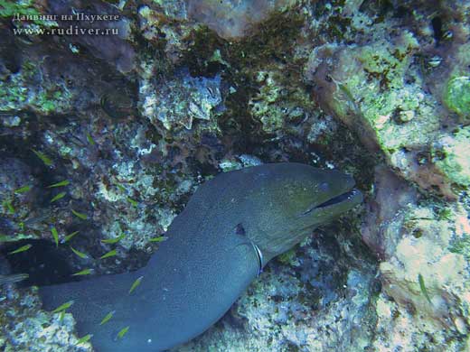  Дайвинг Пхукет Таиланд – рыбалка остров Рача Яй Рача ной дайвинг