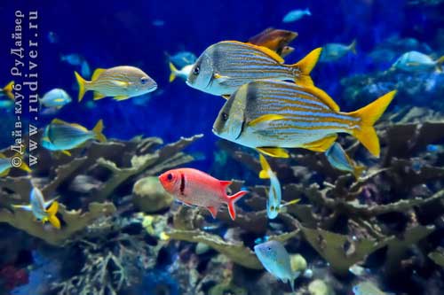  Дайвинг Пхукет Таиланд - русский дайв-клуб - Дейли-дайвинг, Дайв-сайты острова Рача Яй - Koh Racha Yai