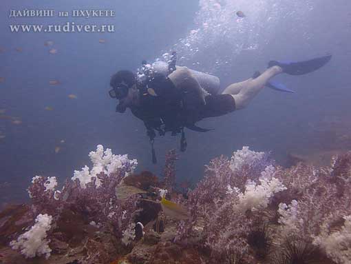 Дайвинг Пхукет Таиланд - русский дайв-клуб - курсы PADI - курс AOWD, Advance, ПАДИ эдванс е