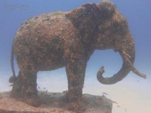 Дайвинг на Пхукете Сенсация века