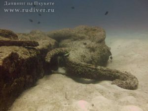 Дайвинг на Пхукете Сенсация века